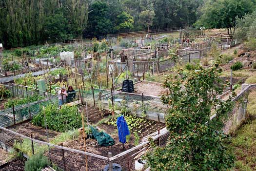 comm_gardens-collingwood comm_gardens-collingwood
