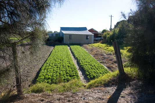 ua_1 Urban market garden, Rockdale