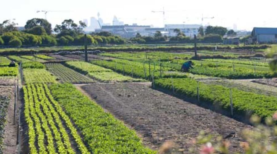 Farms — for agriculture or tourists?