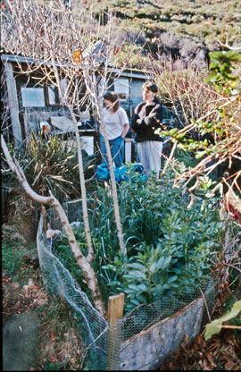 One of Simon Flynn's small vegetable gardens adjacent to his shack.