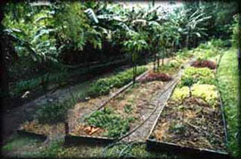 nc-herb A vegetable garden above the chook pen on the edge of Byron Bay