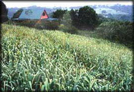 nc_farm The strap leaves of a crop of Russian garlic grow above the farmhouse on the hilltop high above the coast