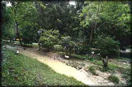 nc_swales On the edge of Byron Bay, swales have been cut into a steep slope to infltrate water into the soil for the fruit trees growing along them