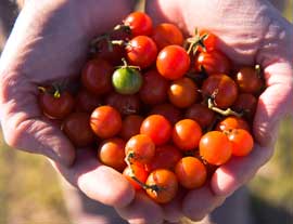tomatoes