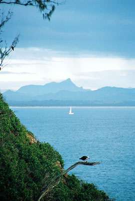 An iIconic image of the the far north coast of NSW — Mt Warning on the horizon, the bay and a sea eagle.