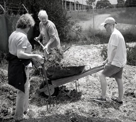 randwick-garden3 Kelah Lam forks stable sweepings into a wheelbarrow to use as garden mulch.