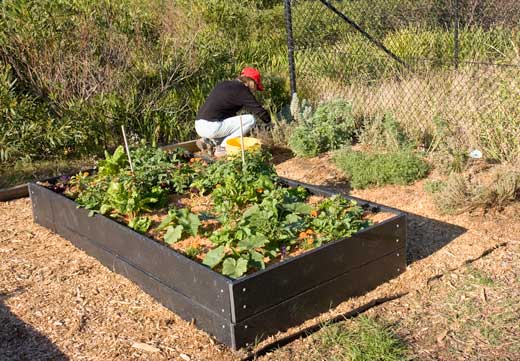 Randwick-garden2 By mid-October, several weeks after planting, the new garden beds were home to a diversity of annual vegetables.