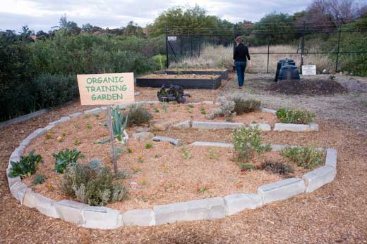 Training_garden-021009_1 The new garden beds are situated behind the keyhole bed, which will be palnted to perennial vegetable sand herbs.