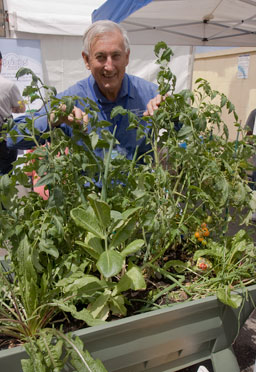 container_garden2 Barry peers through the folage of vegetables growing in his ezygrow container garden.