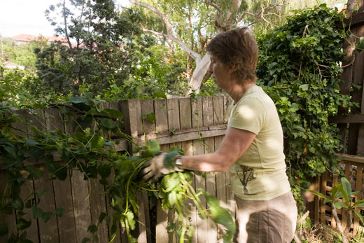 Garden-construction-221209_13 DAY ONE, morning: Fiona removes invasive madera vine that grew over the fence from a neighbouring garden. The vine was not put through the compost as that would have provided good growing conditions and seen its spread. Mader is an exotic and invasive weed of the Sydney region.