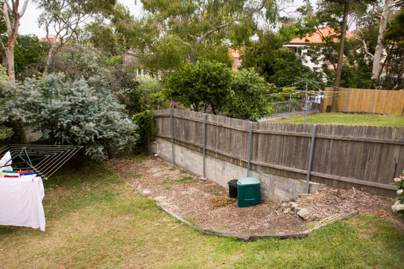 Garden-construction-221209_8 DAY ONE, early morning: The site before work started. The sandy patch had once been a garden. The fence is to be trellised for growing climbers such as passionfruit and beans. An existing Acacia baileyana (Cootamundra wattle) is seen to the side of the garden. It is a relatively short lived legume (family: Fabaceae) that is considered to be a bushland weed by some in the Sydney region but that is commonly grown as an ornamental. Over the fence are a citrus, in the backyard of the neighbouring apartments, are a young mango and a fig. Out of sight, a young avocado overhangs the fence from the apartments on the other side of the yard.