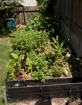 Sully_St_garden2 Looking along the garden beds towards the apartment block compost bin. The straw stacked next to the bin is to add carbon-rich material to the kitchen scraps placed in it. This ensures a good carbon-to-nitrogen ratio and stops the food scraps making the compost anaerobic and smelly.