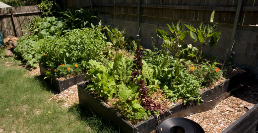 Sully_st_garden1 Around two months after creating the vegetable garden we have started eating from it. The platelike leaves of cucumber and pumpkin spill from the broadbed at the end.
