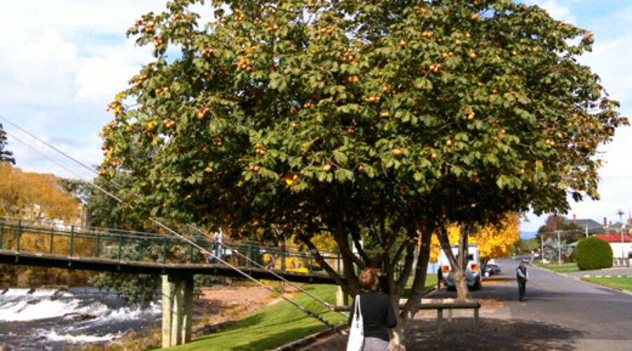 Drawing lessons from National Tree Day
