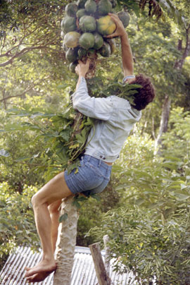 plants_jeff_harvests_pawpaw Jeff harvests a pawpaw.