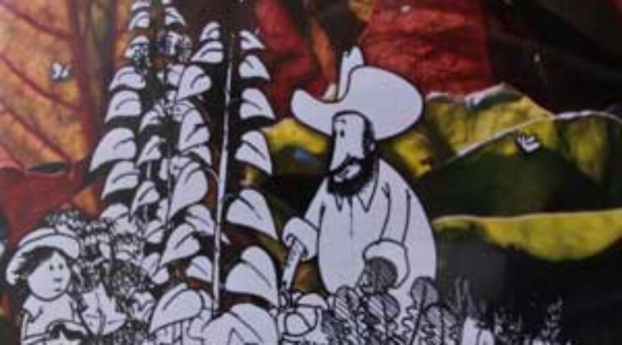 A celebration of growing and sharing food in Adelaide