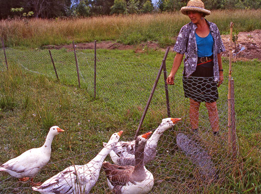 rf_geese