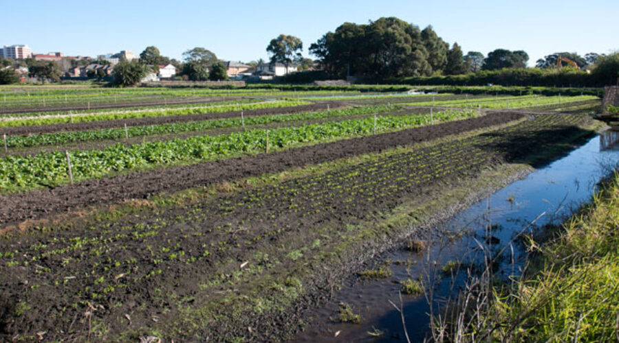 From village to city state to megalopolis, food shapes cities and lives