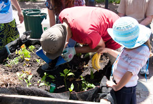 Green-Square-Growers-first-planter-box,-Victoria-Park-104