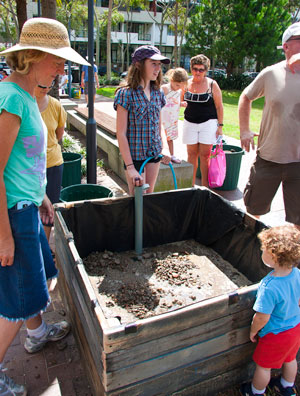 Green-Square-Growers-first-planter-box,-Victoria-Park-52