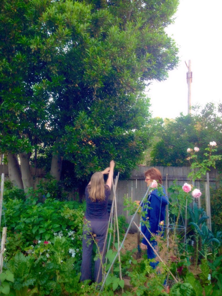 Harvesting bay leaves in Jane's garden