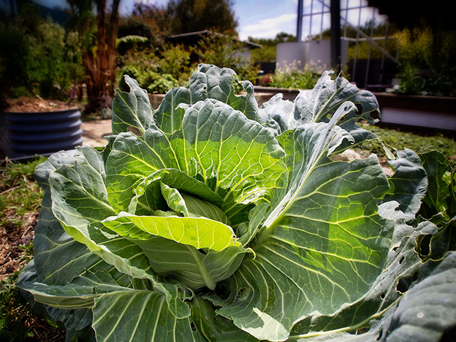 cabbage