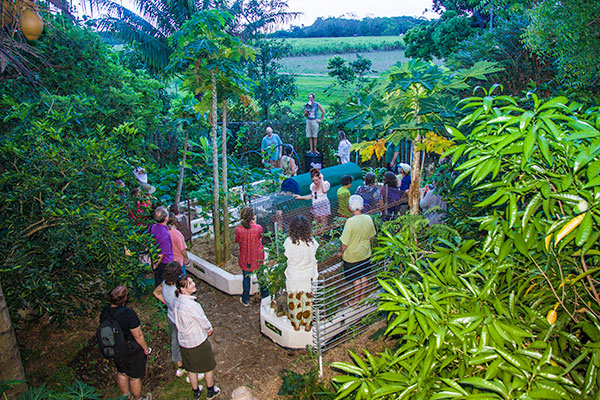 Permaculture has always had a focus on home food production. This is Bruce Zell’s home garden in tropical Far North Queensland. Permaculture is a lot more than home gardening, however.