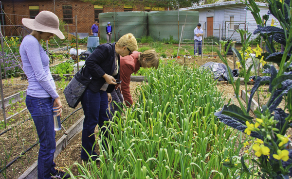 Community gardens create opportunity for food production and social interaction.