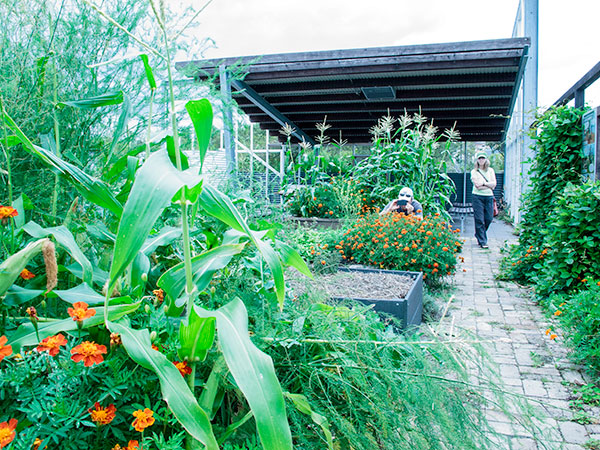 Fiona Campbell strolls through the Permaculture Interpretive Garden, a local government project. The garden offers take-home ideas about food production to visitors and is both a council training venue and a public park aimed at increasing urban food resiliency.