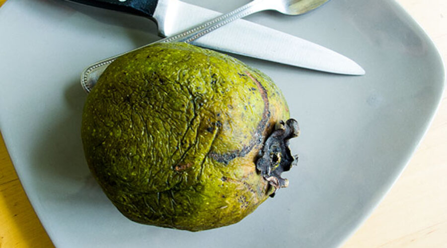 The Community Food Movement: Soft, squishy and sweet