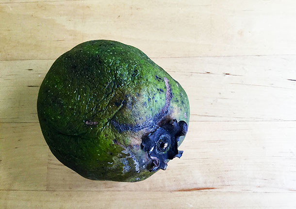 As the sapote ripens it starts to discolour, becoming darker and softer.