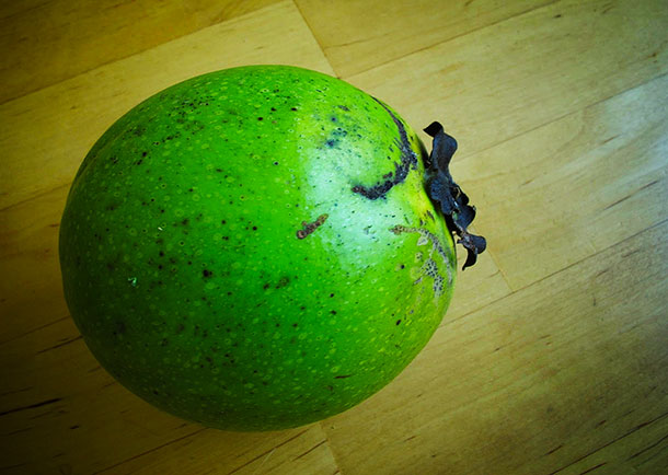 How it starts… the unripen black sapote is rock-hard and needs be left to ripen for some days.