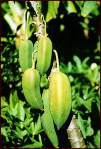 Babaco — bit like a pawpaw but not quite
