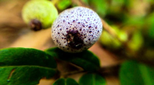 Midyim berry — an Australian bush food ready to eat