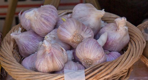 roots-garlic