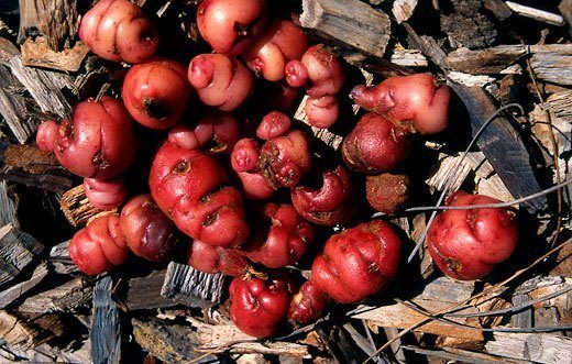 roots-oca