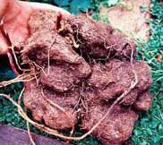 roots-yam2