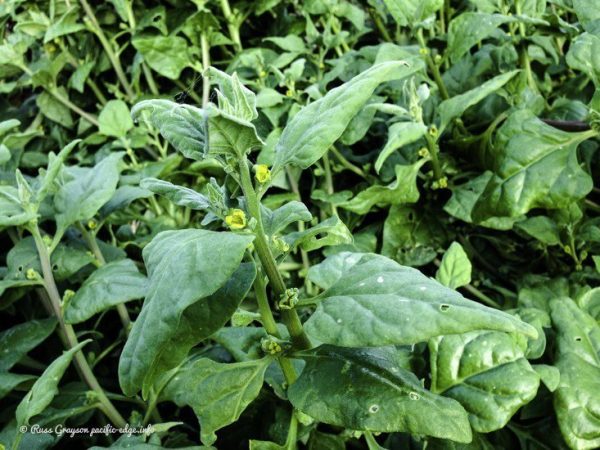 New Zealand spinach, Warragul greens
