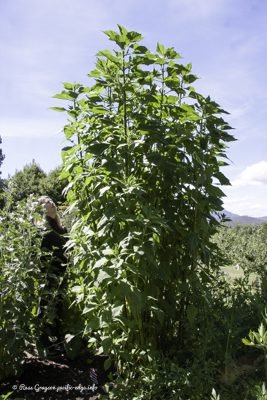 Jerusalum artichoke has a similar growth form to sunflower. It can grow in excess of two metres.