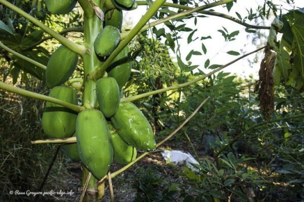 Pawpaw — another fast fruit
